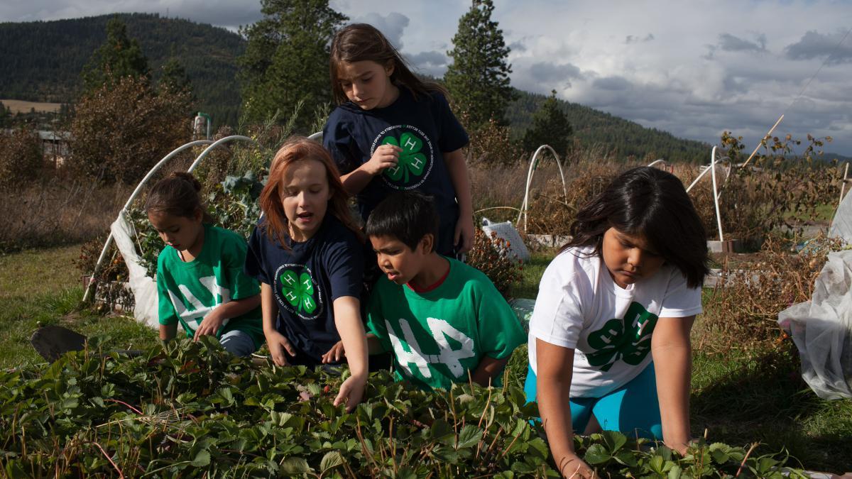 五名年轻的4-h成员在草莓地的土壤中工作.
