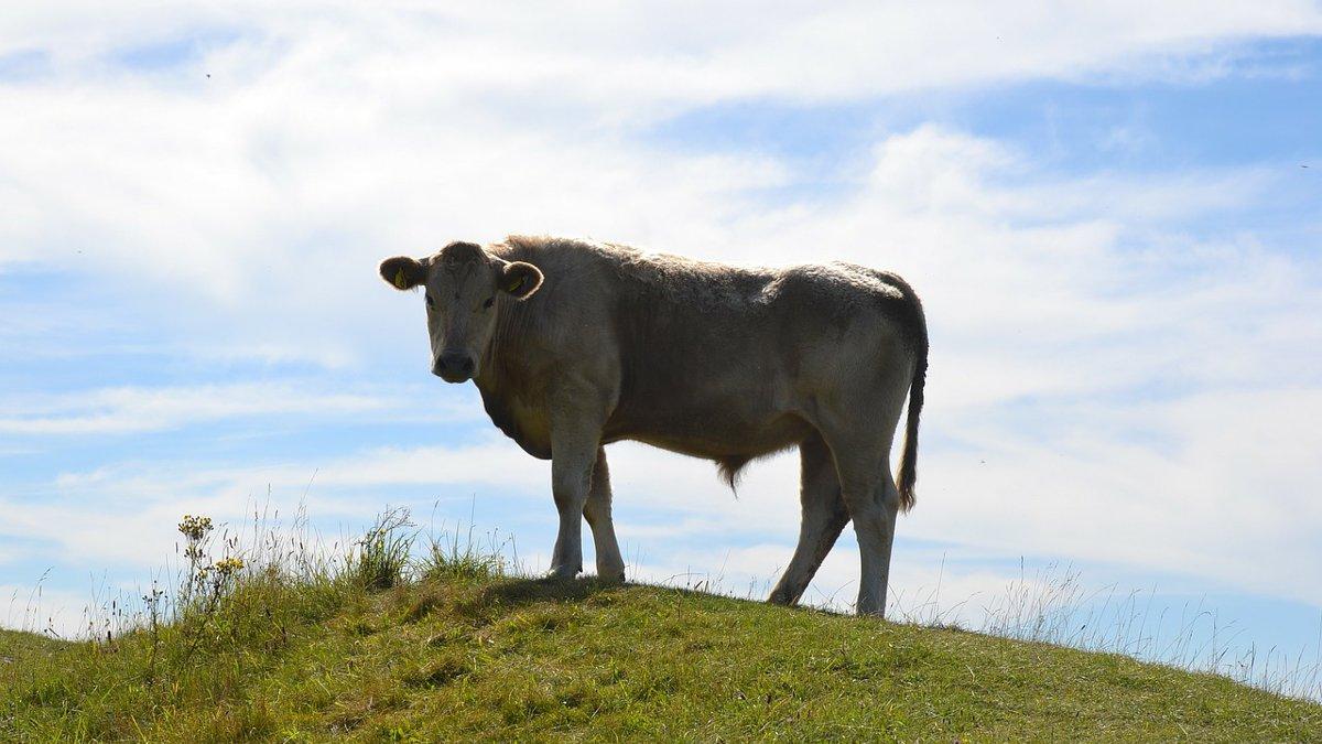 一头母牛站在长满青草的小山上.